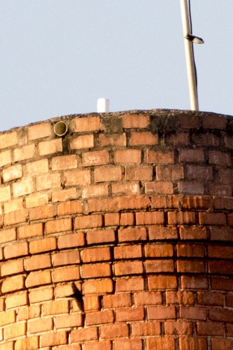 Blue-and-white Swallow - ML67397821