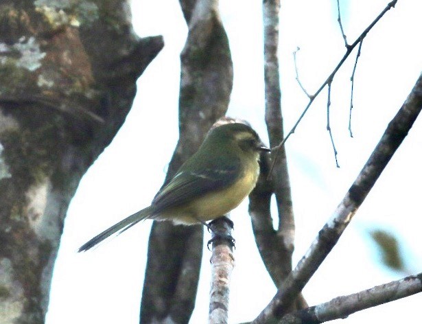 Large-headed Flatbill - Anonymous