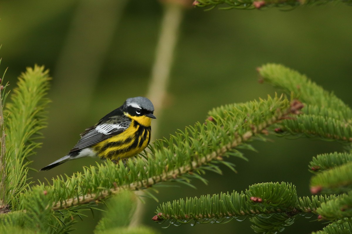 Magnolia Warbler - Jonathan Eckerson