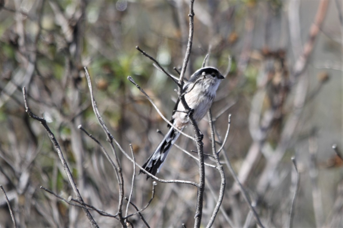 Long-tailed Tit - Jorge  Safara