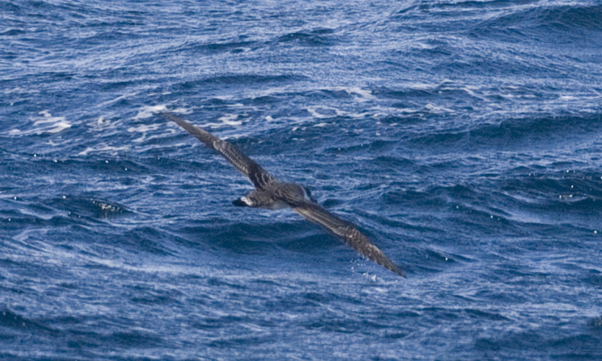 Great Shearwater - ML67401671