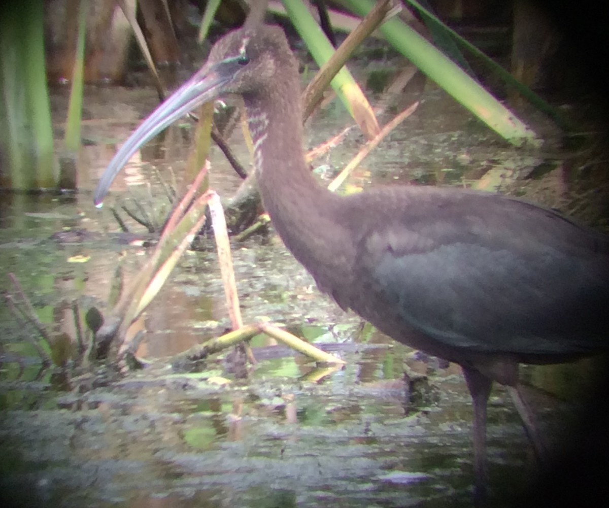 Glossy Ibis - ML67401721