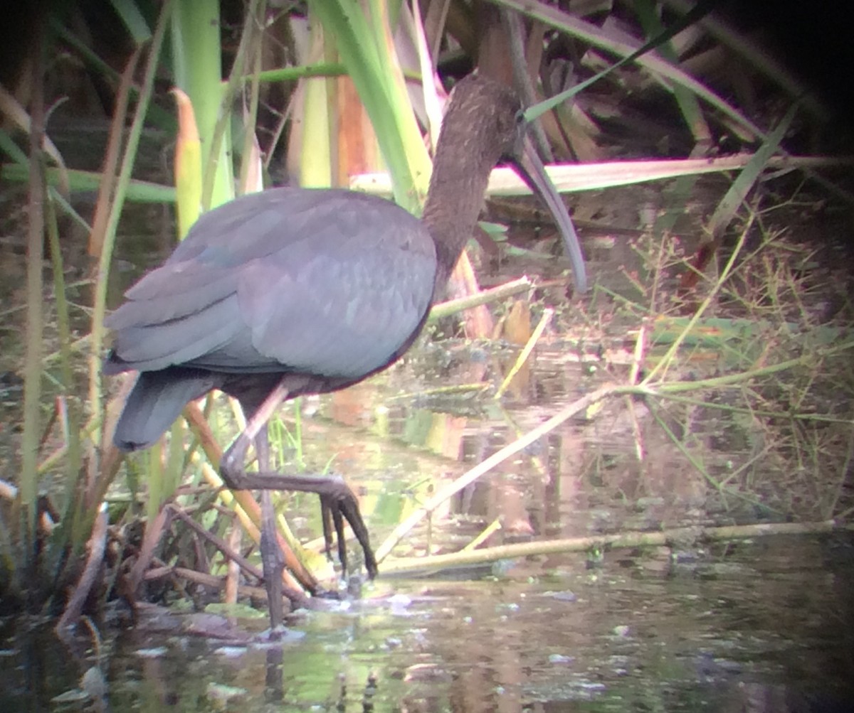 Glossy Ibis - ML67401741