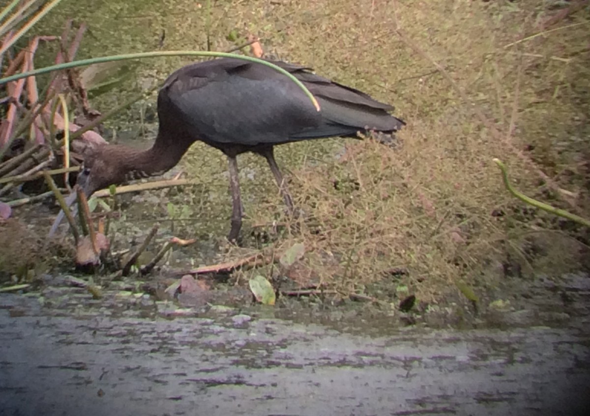 Glossy Ibis - ML67401771