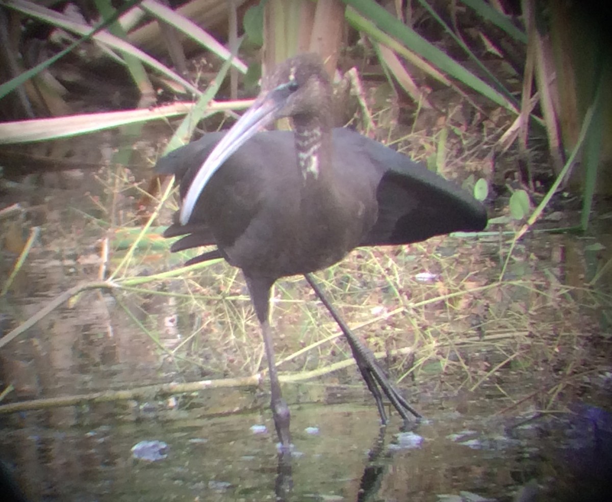 Glossy Ibis - ML67401781