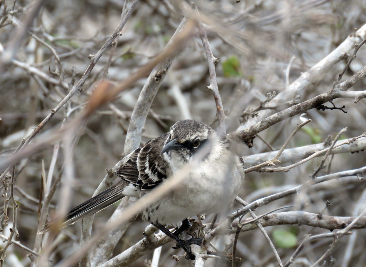 Galapagos Mockingbird - David Kidwell