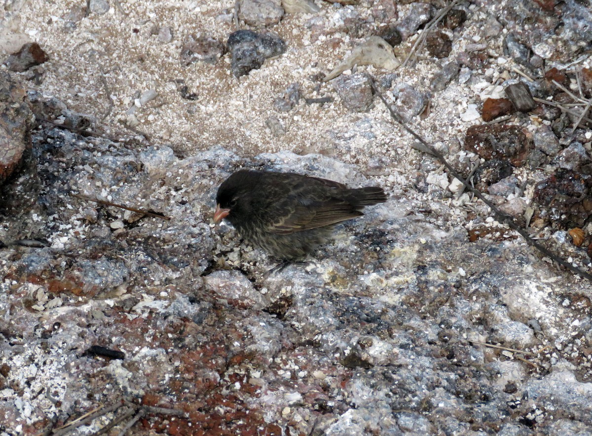 Genovesa Ground-Finch - ML67404541