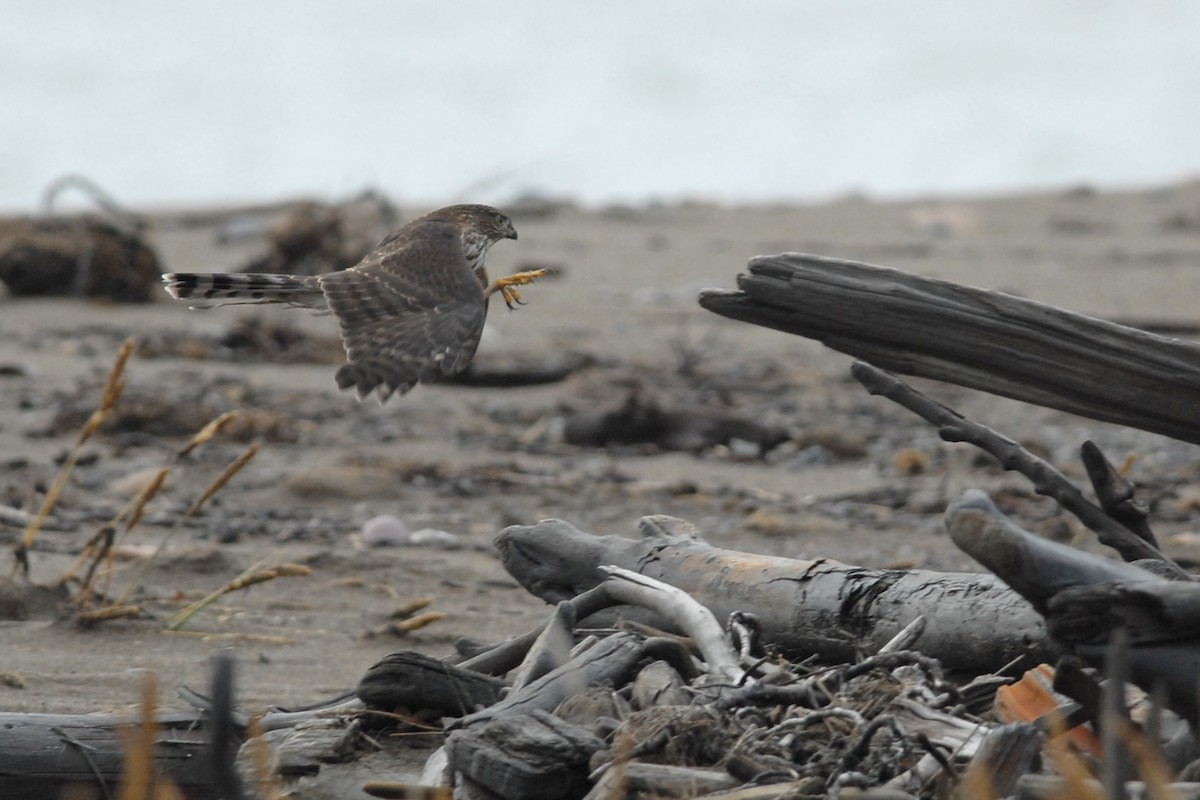 Sharp-shinned Hawk - ML67404811