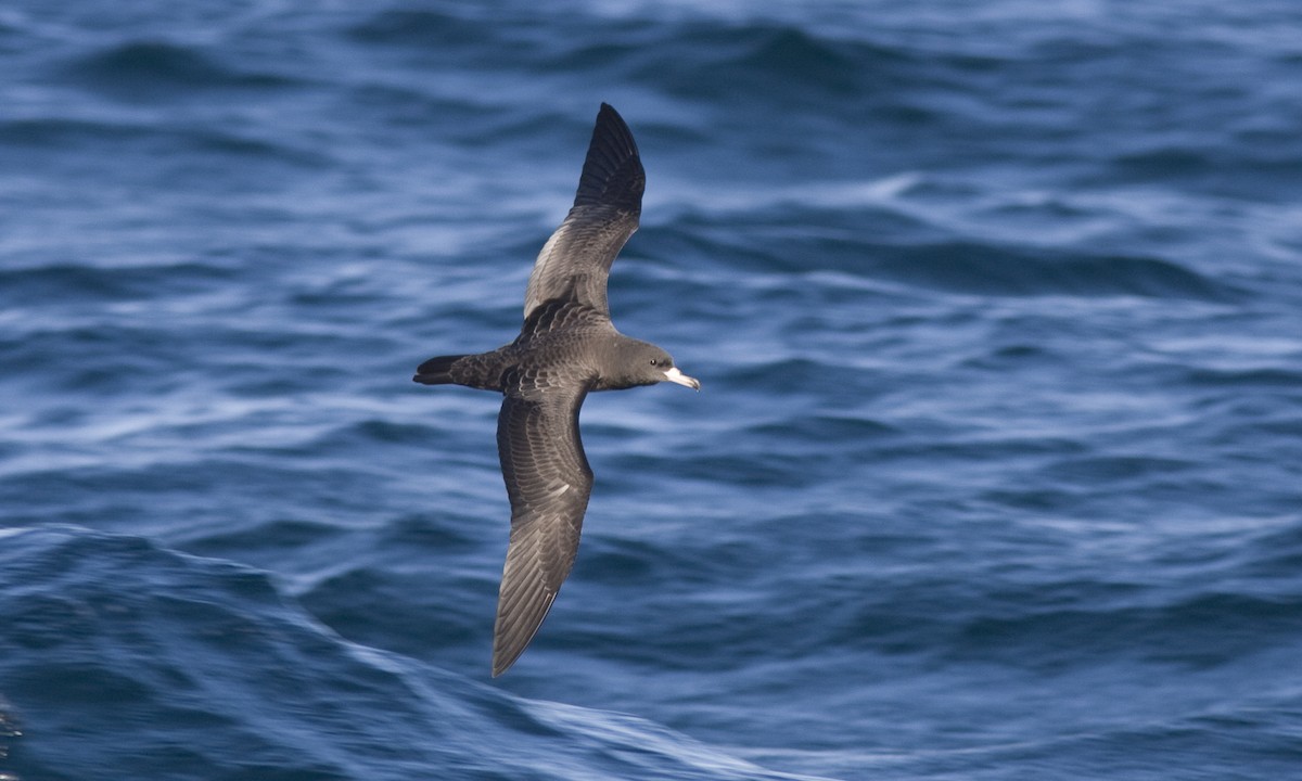 Puffin à pieds pâles - ML67405381