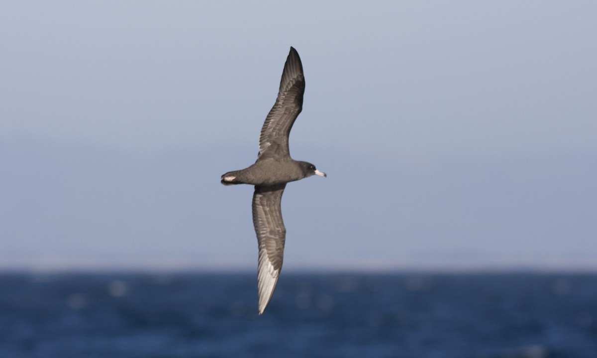 Puffin à pieds pâles - ML67405421