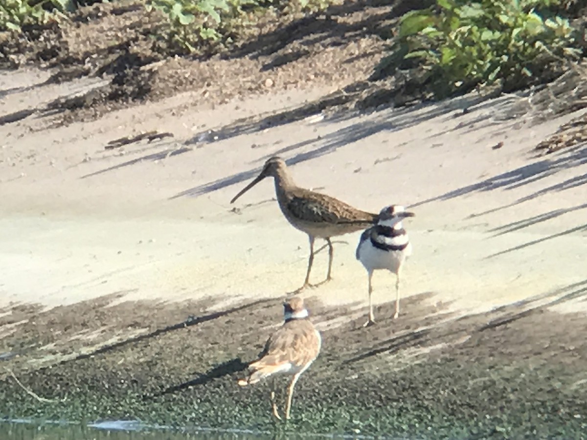 短嘴半蹼鷸 - ML67405591