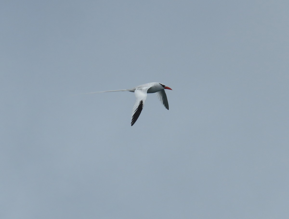 Red-billed Tropicbird - ML67406231