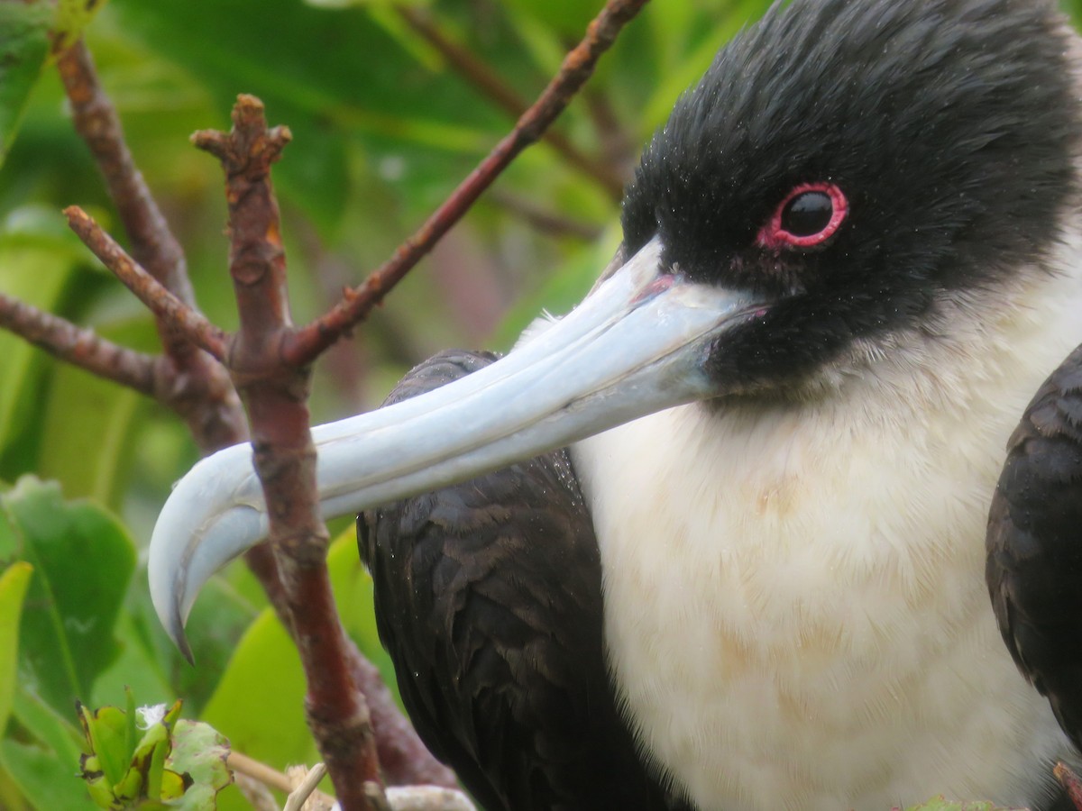 Great Frigatebird - ML67406271