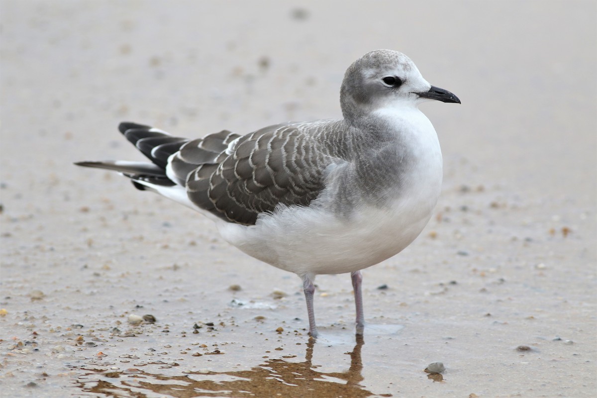 Sabine's Gull - Peter Flood