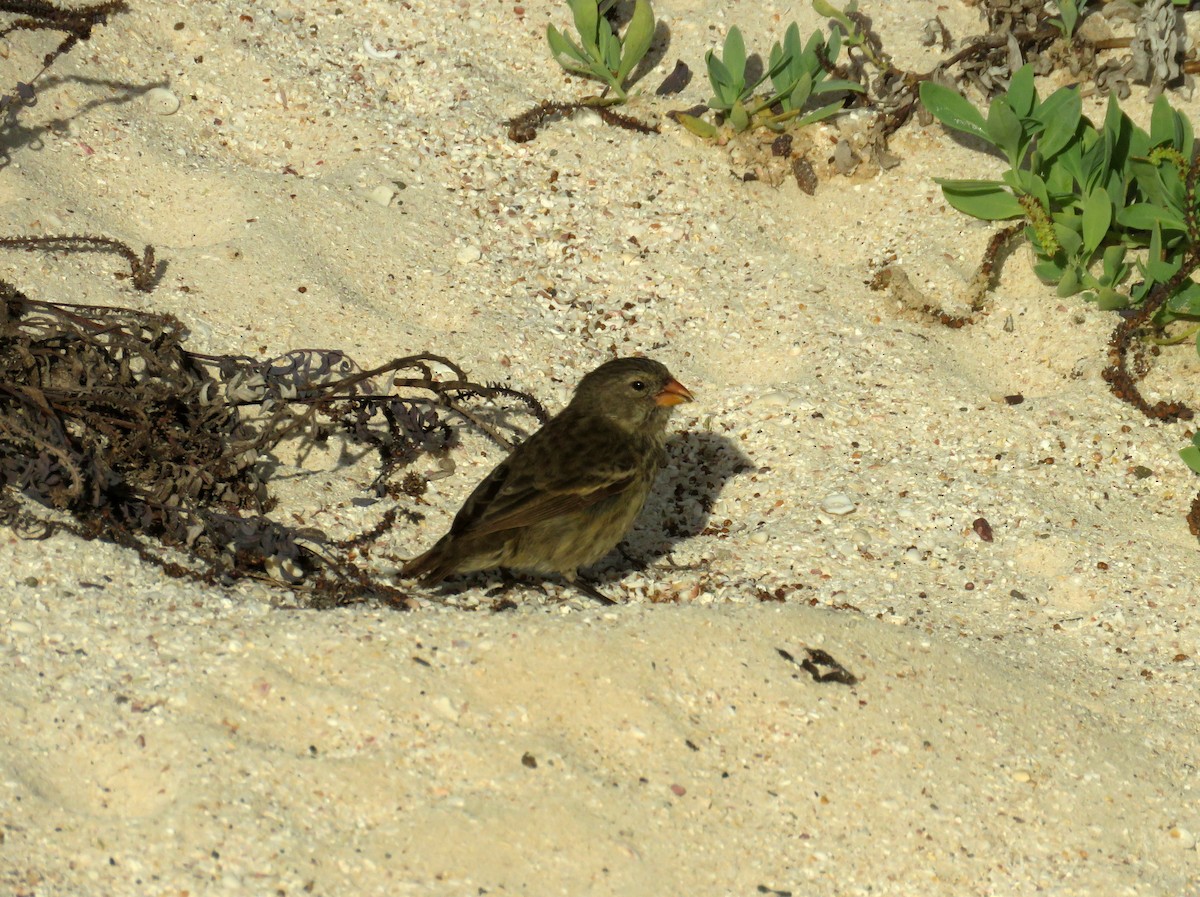 Genovesa Ground-Finch - ML67406611