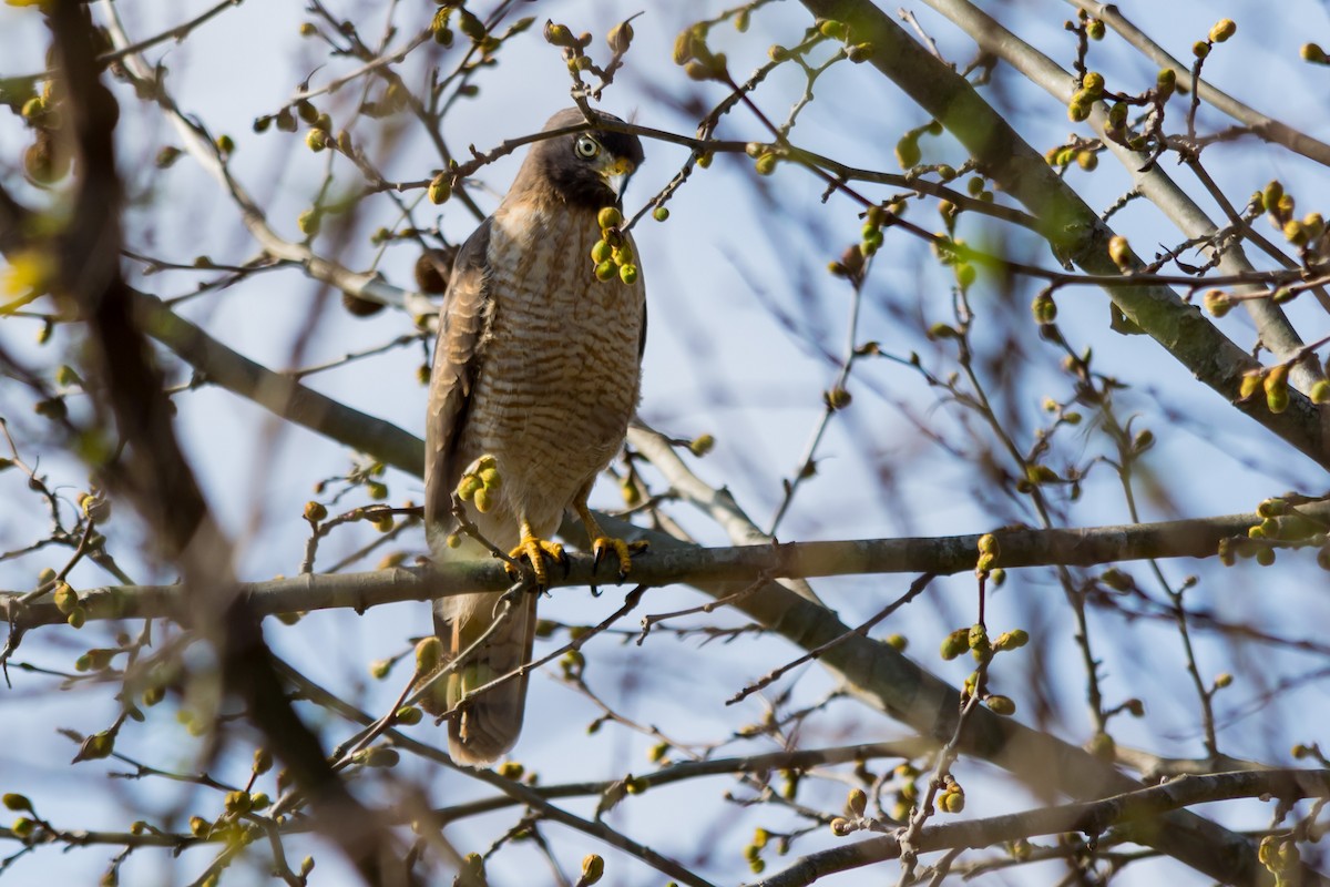 Roadside Hawk - ML67406791