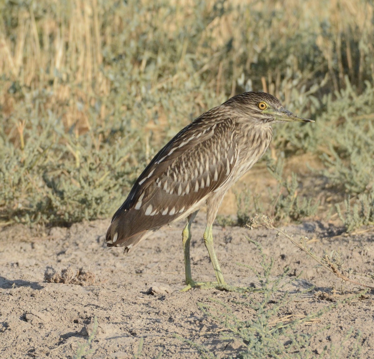 Black-crowned Night Heron - ML67408431