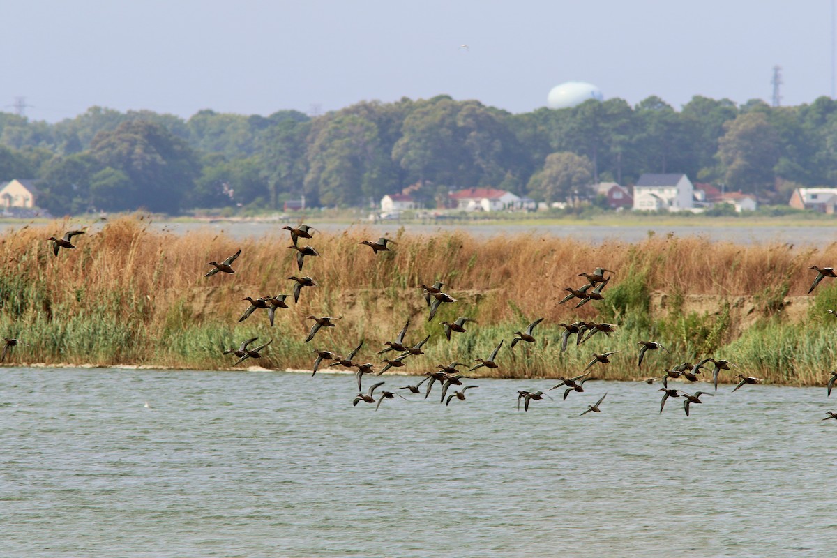 Northern Shoveler - ML67408911