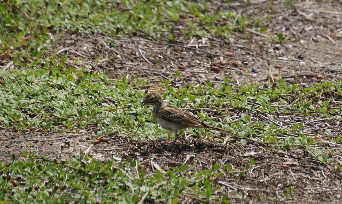 Bruant à joues marron - ML67410431