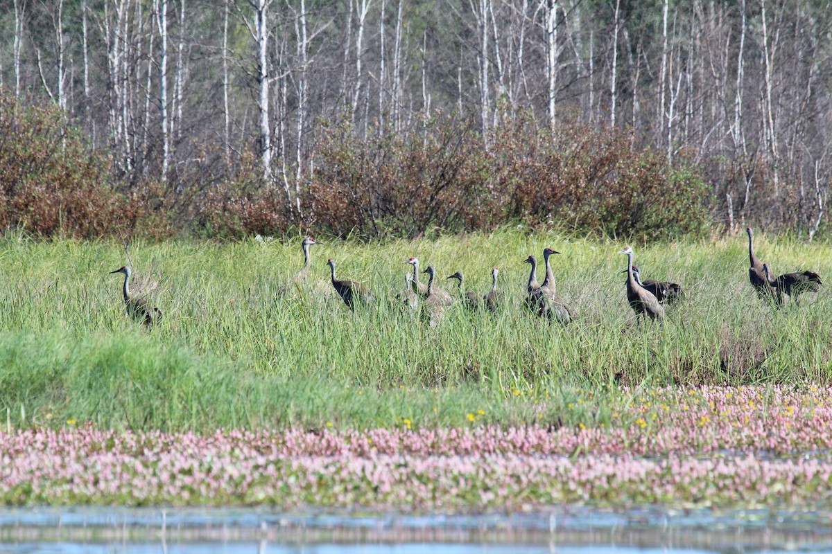 Sandhill Crane - ML67410951