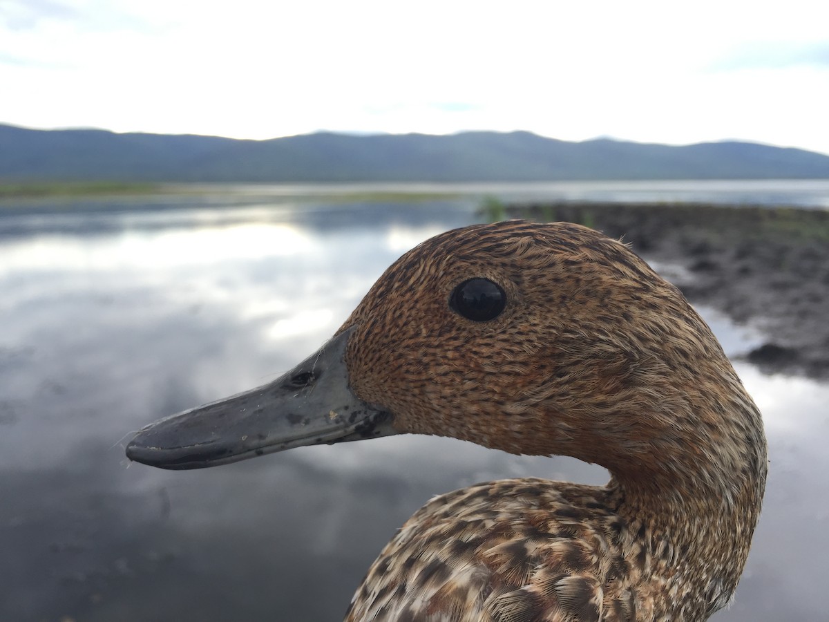 Northern Pintail - ML67411281