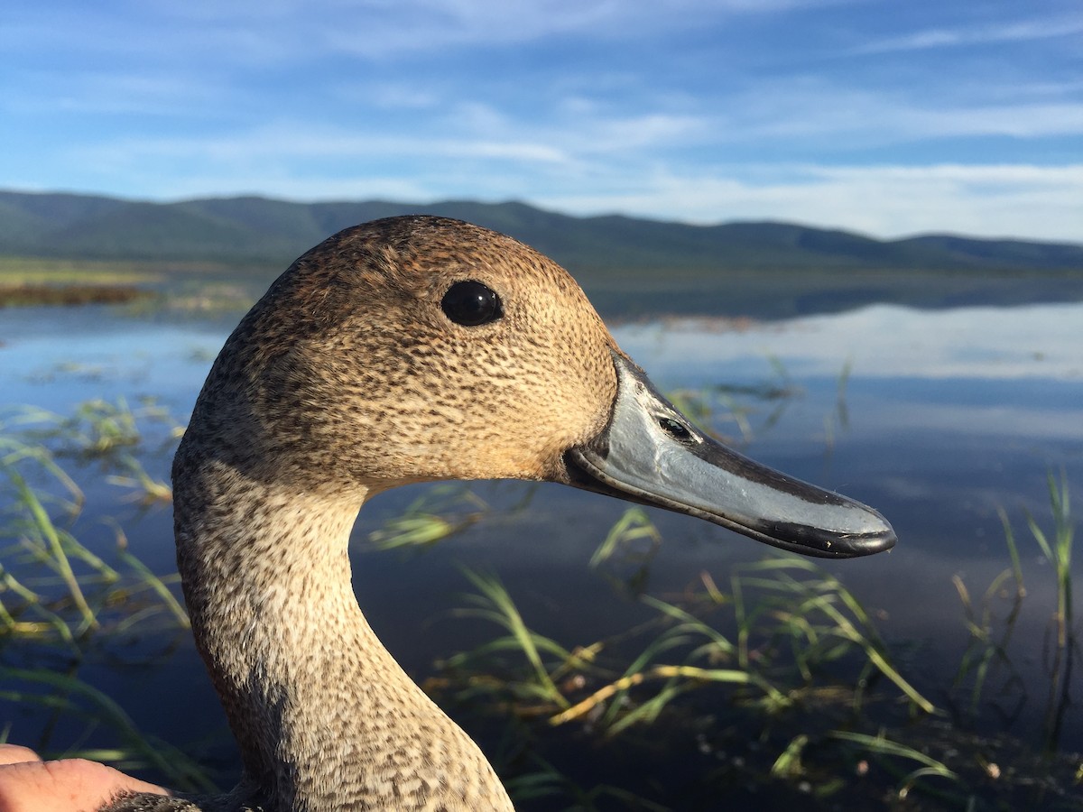 Northern Pintail - Tasha Dimarzio