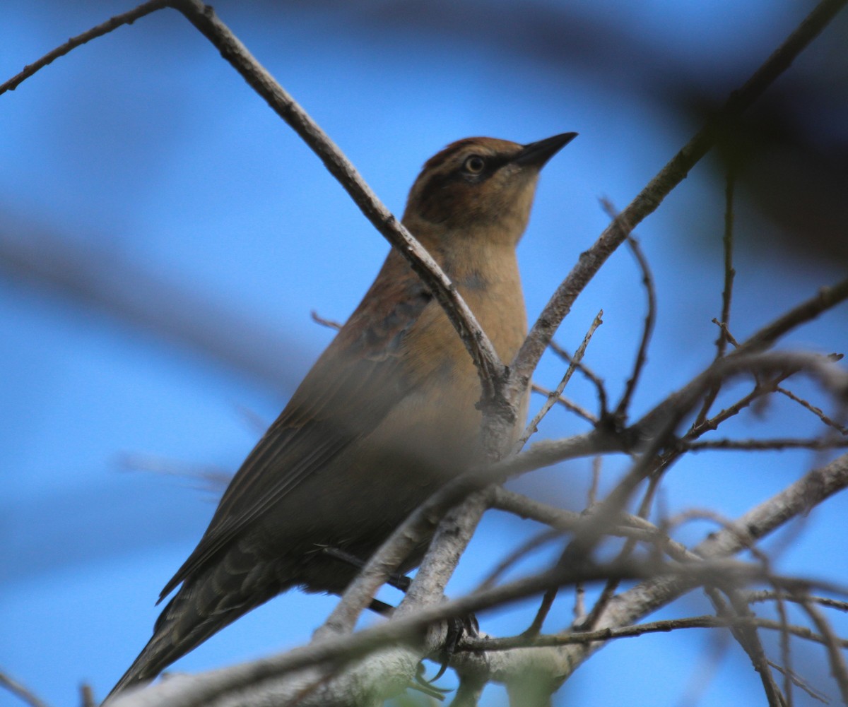 Rusty Blackbird - ML67411881