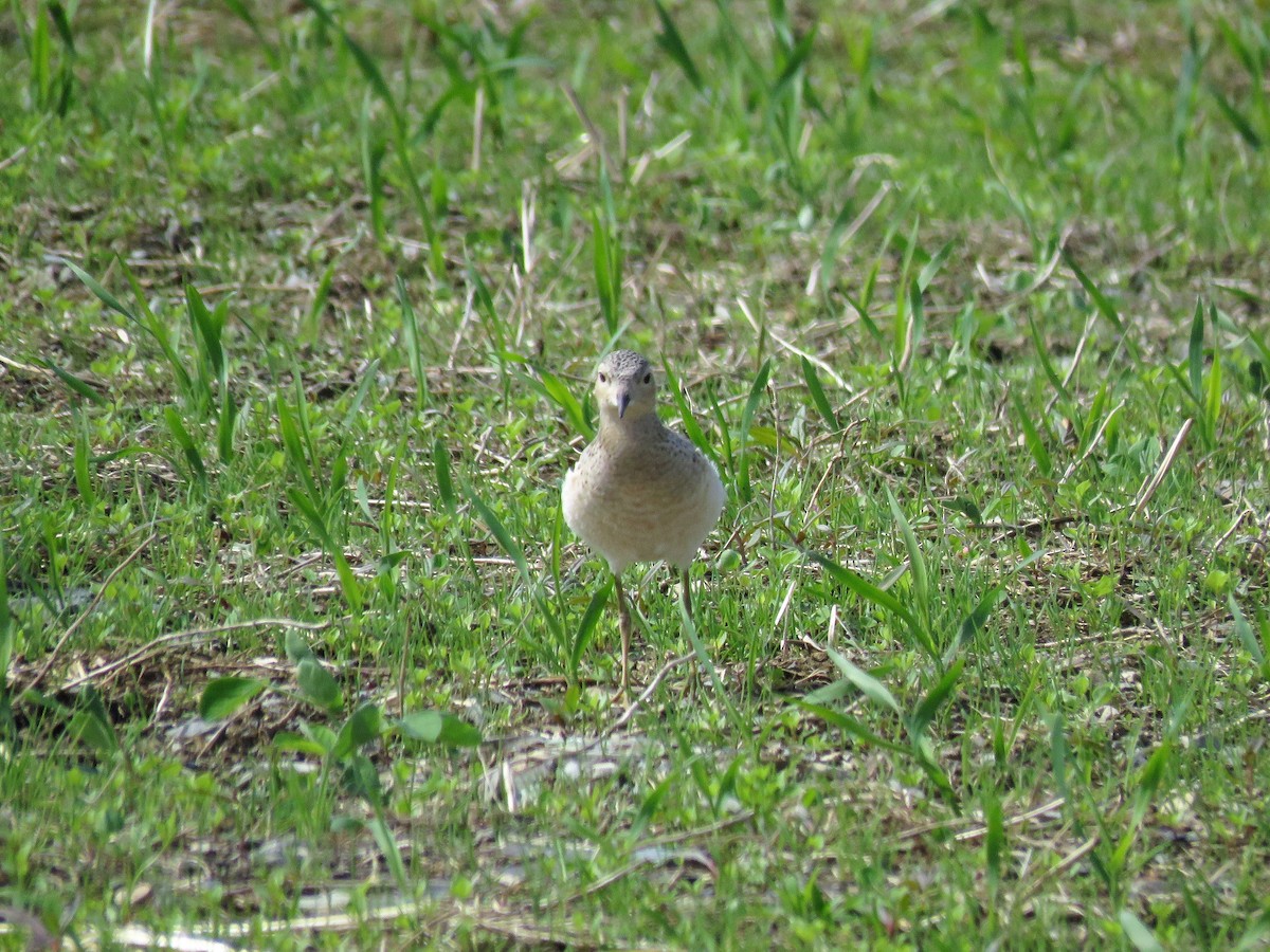 Buff-breasted Sandpiper - Blair Fleming