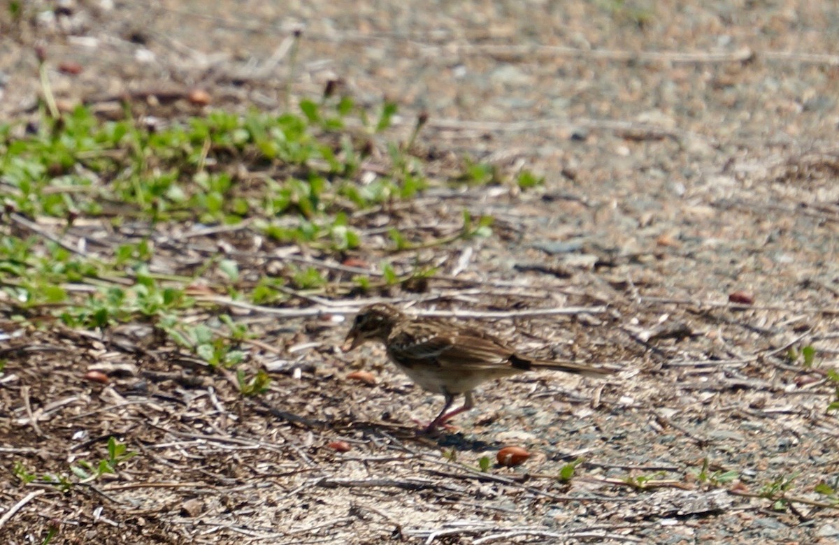 Bruant à joues marron - ML67413871