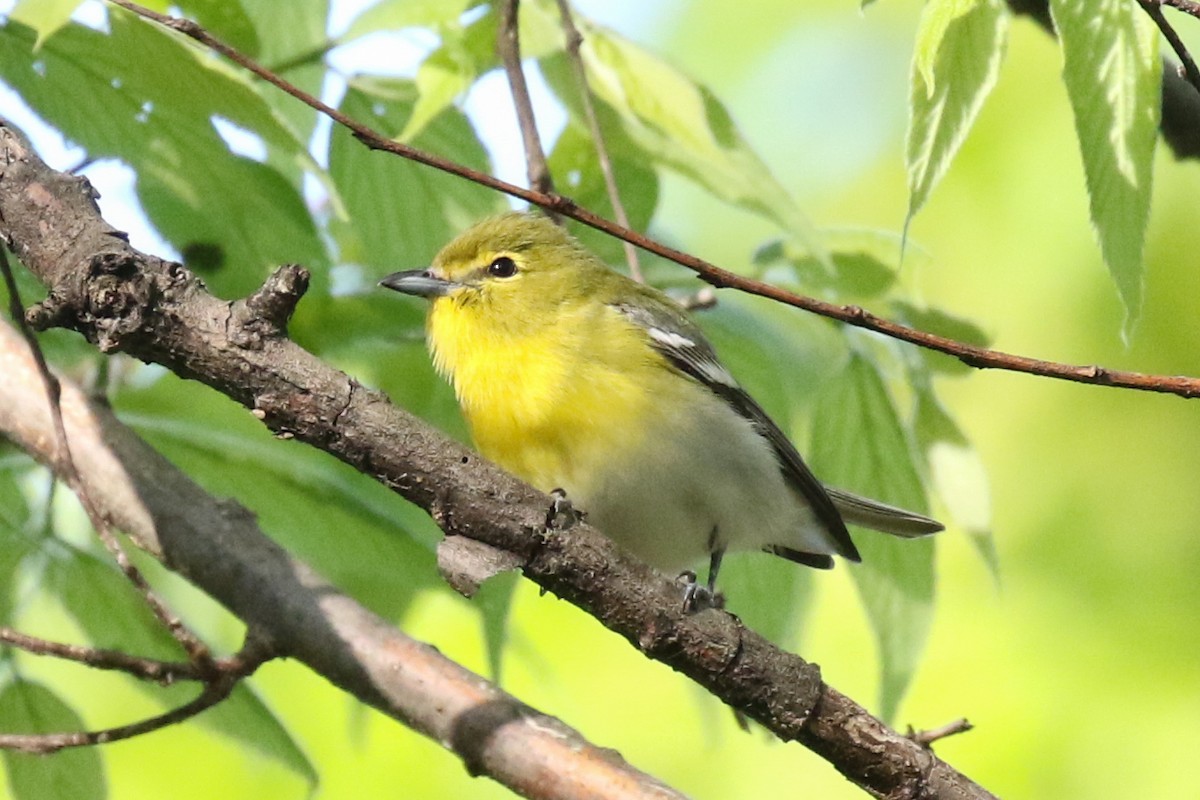 Yellow-throated Vireo - ML67413951