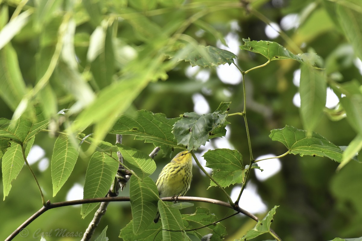 Cape May Warbler - ML67413981