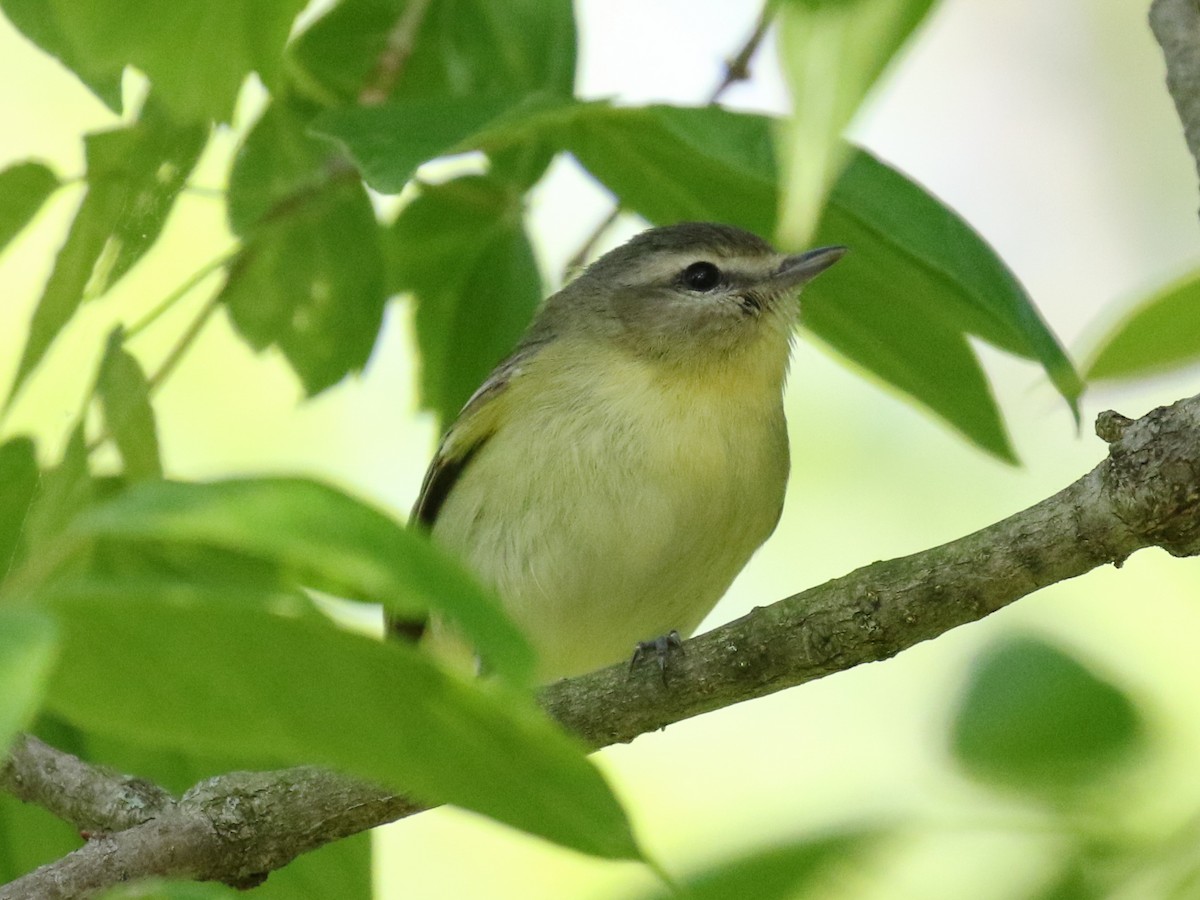 Philadelphia Vireo - ML67414061