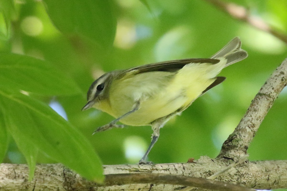 Vireo de Filadelfia - ML67414071