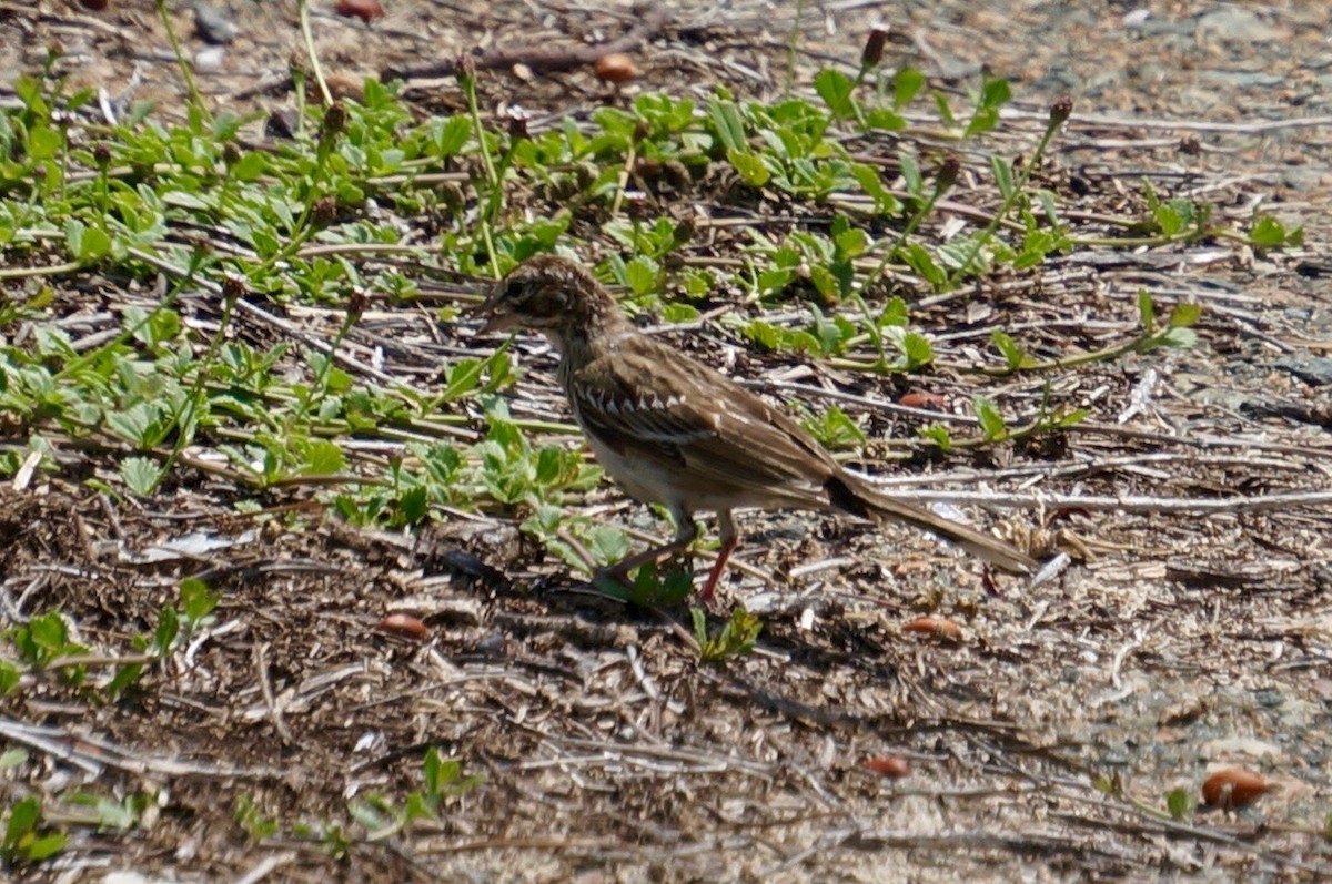 Bruant à joues marron - ML67414341