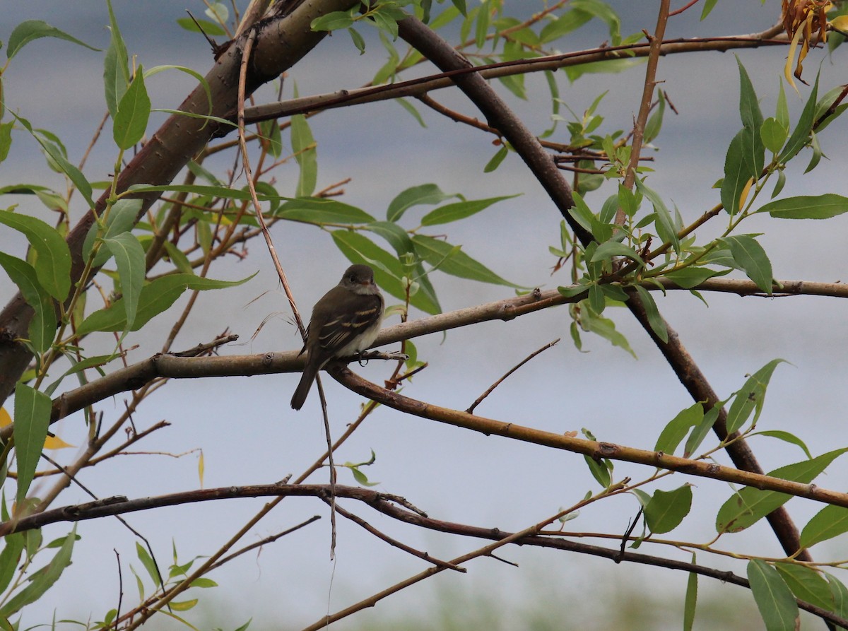 Alder Flycatcher - ML67414651