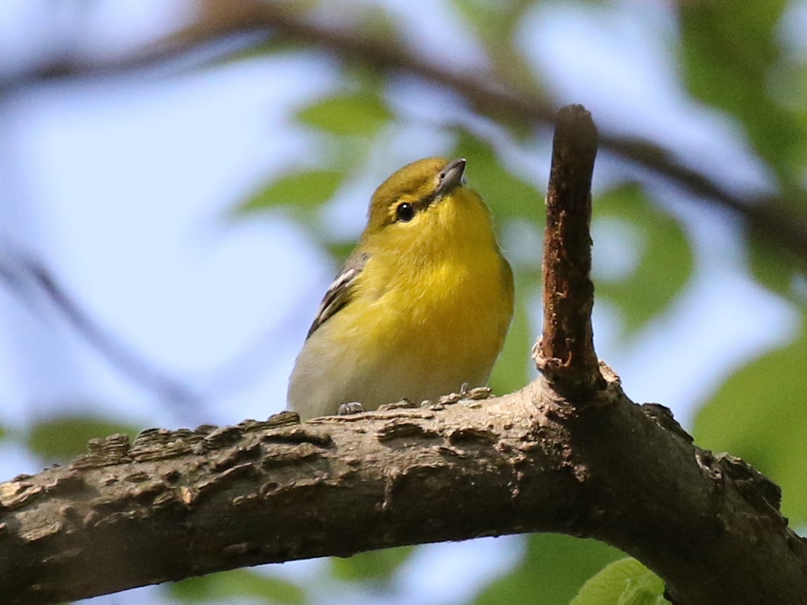 Viréo à gorge jaune - ML67414671