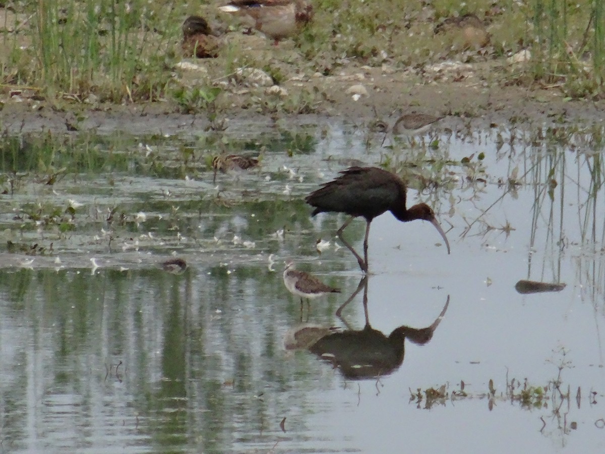 Glossy Ibis - ML67415461