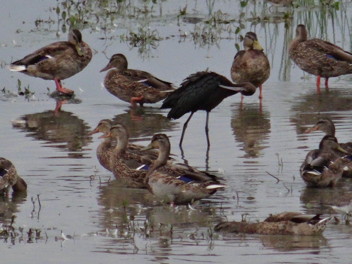 Glossy Ibis - ML67415621