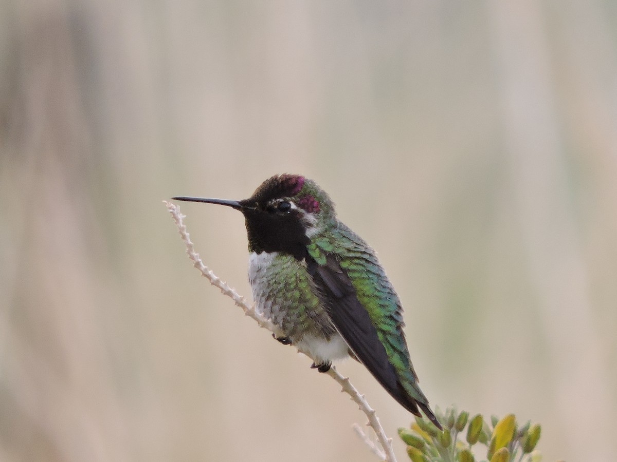 Trochilidae sp. - ML67416361