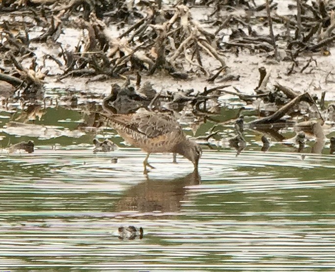 Long-billed Dowitcher - ML67417491