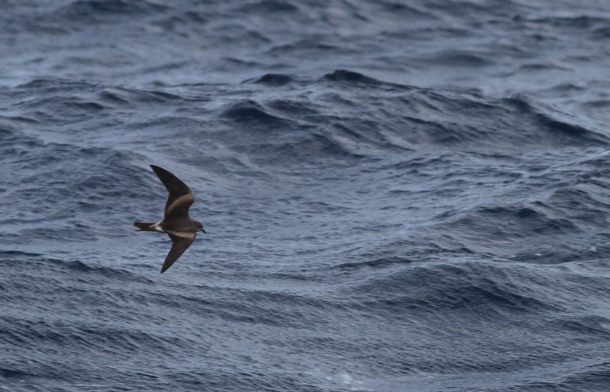 Leach's Storm-Petrel - Shawn Billerman