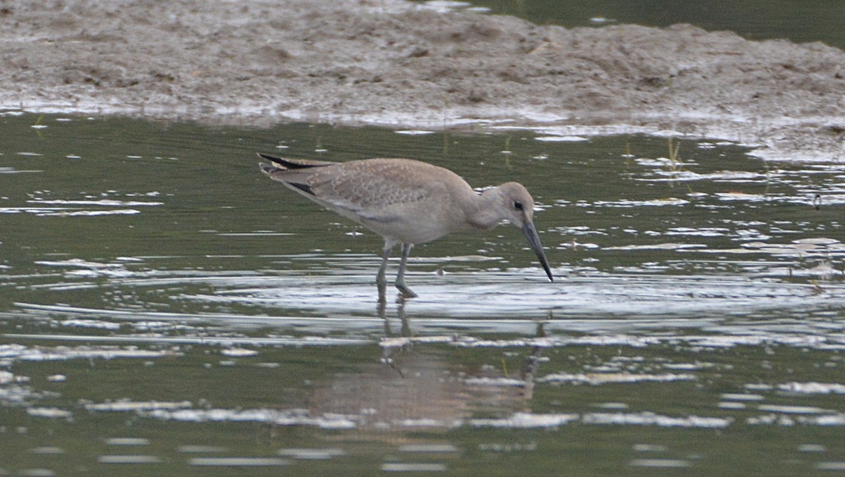 Willet - Carl Winstead