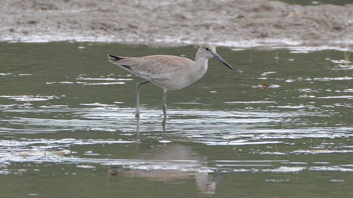 Willet - ML67418431