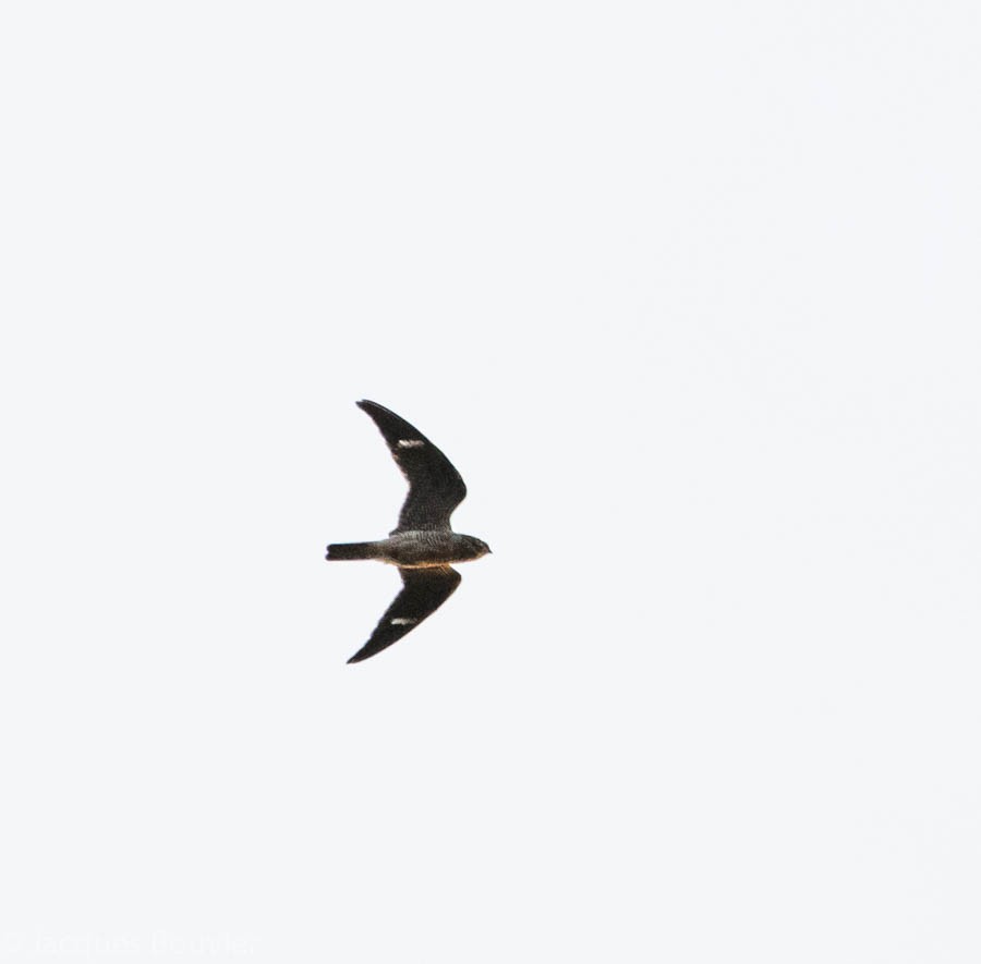 Common Nighthawk - ML67419411