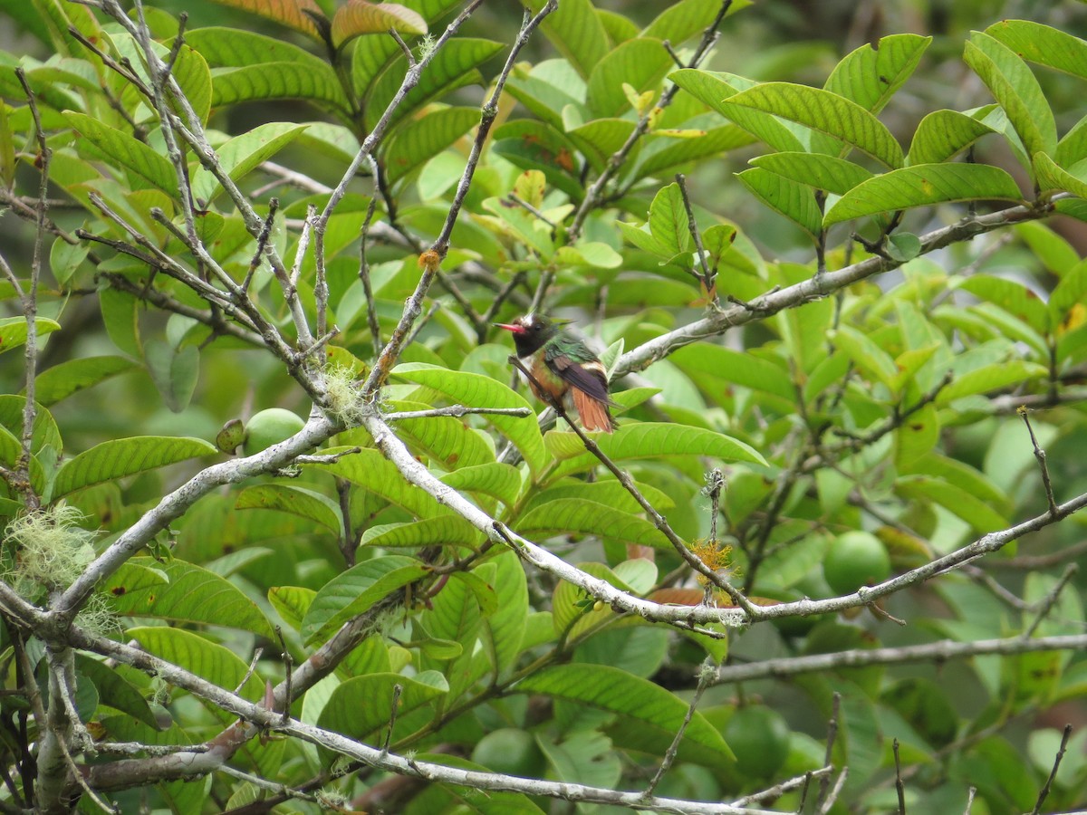 White-crested Coquette - ML67419761