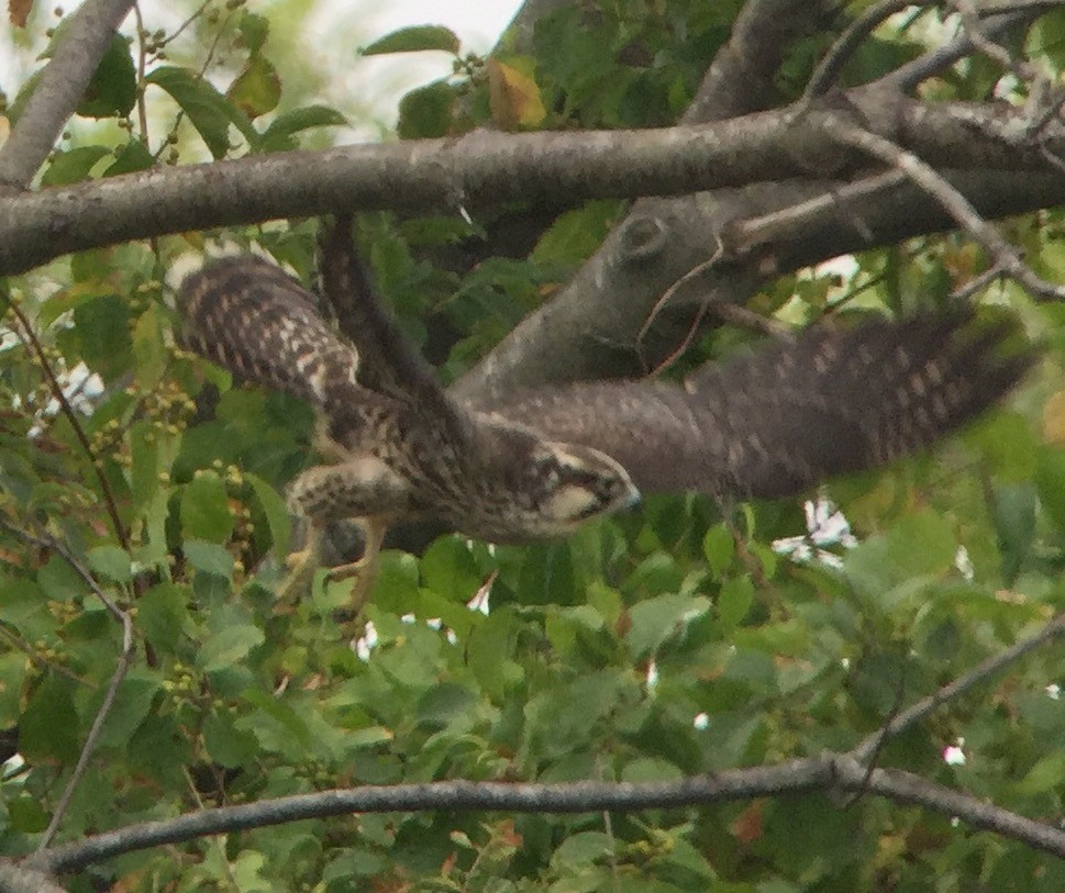 Peregrine Falcon (Tundra) - ML67419821