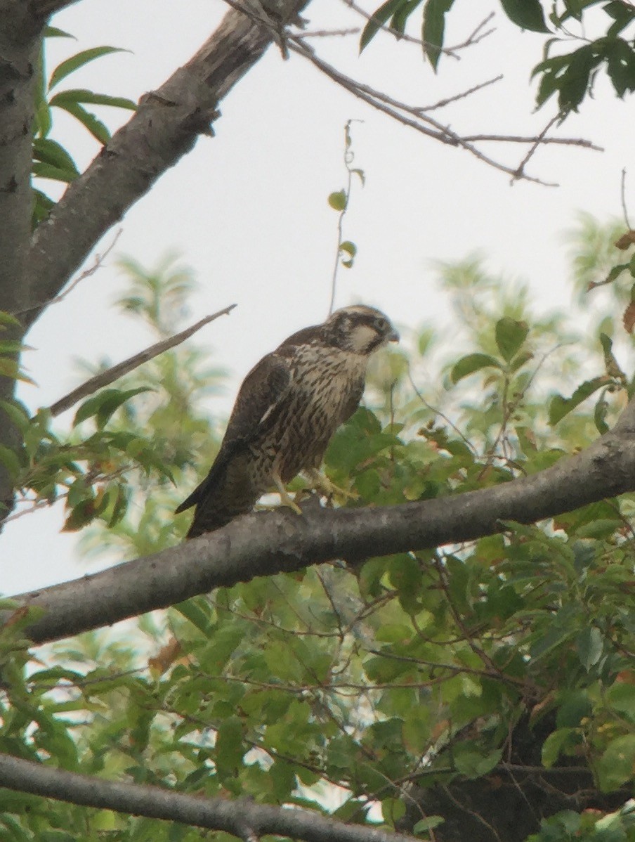 Peregrine Falcon (Tundra) - ML67419831