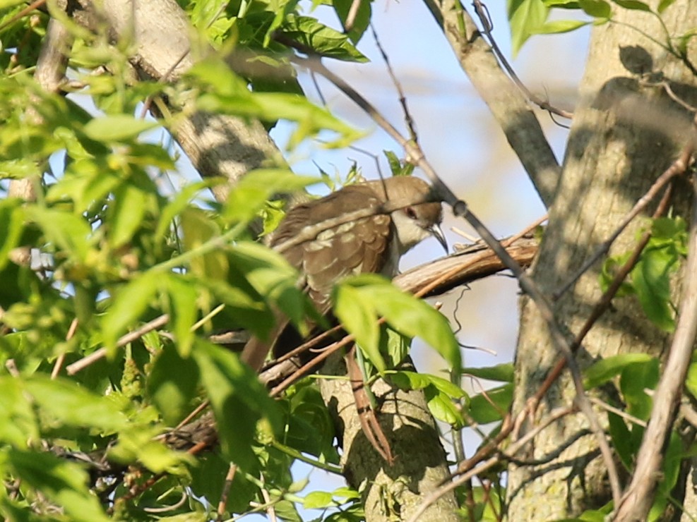 Black-billed Cuckoo - ML67420421