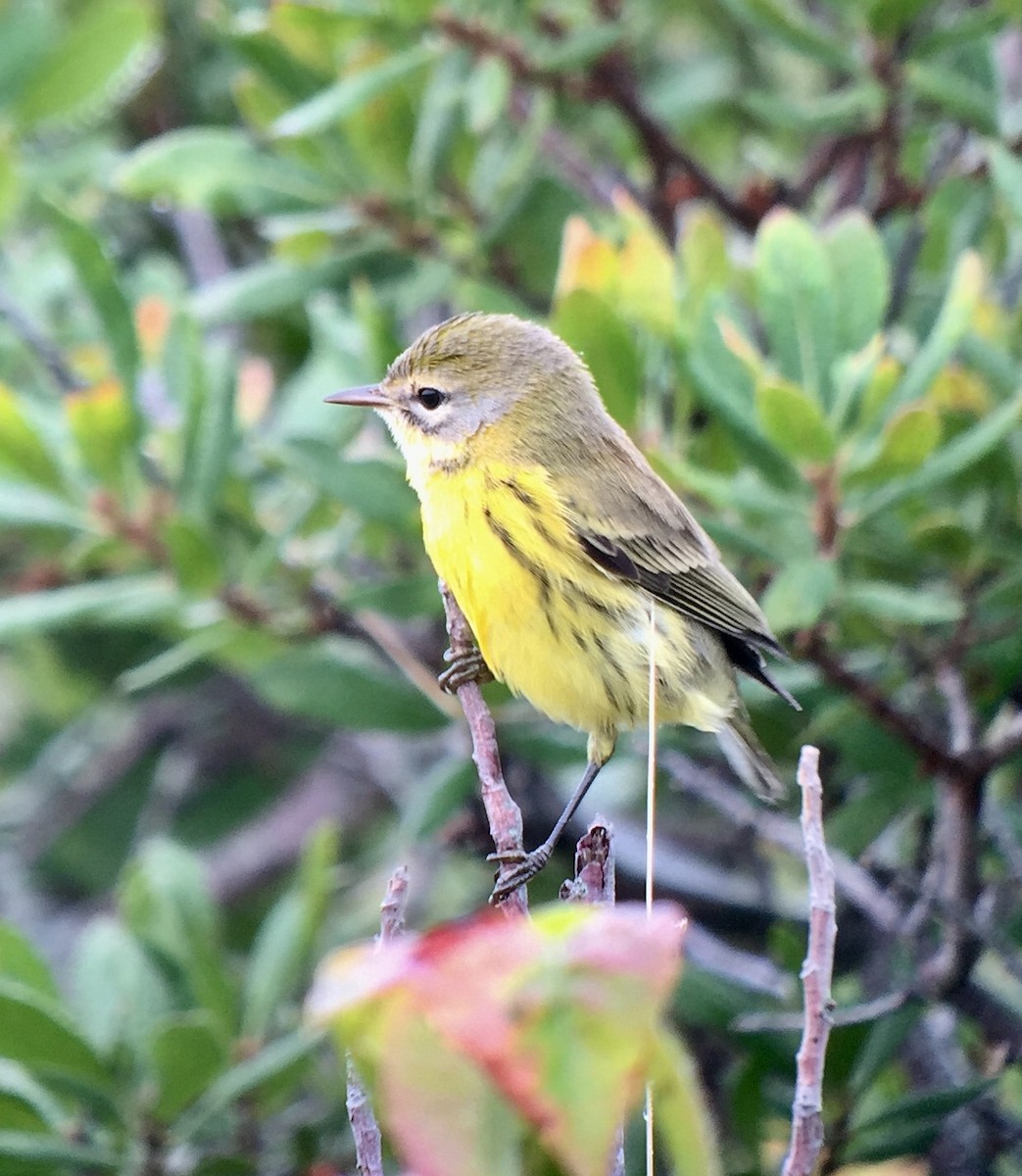 Prairie Warbler - ML67420471