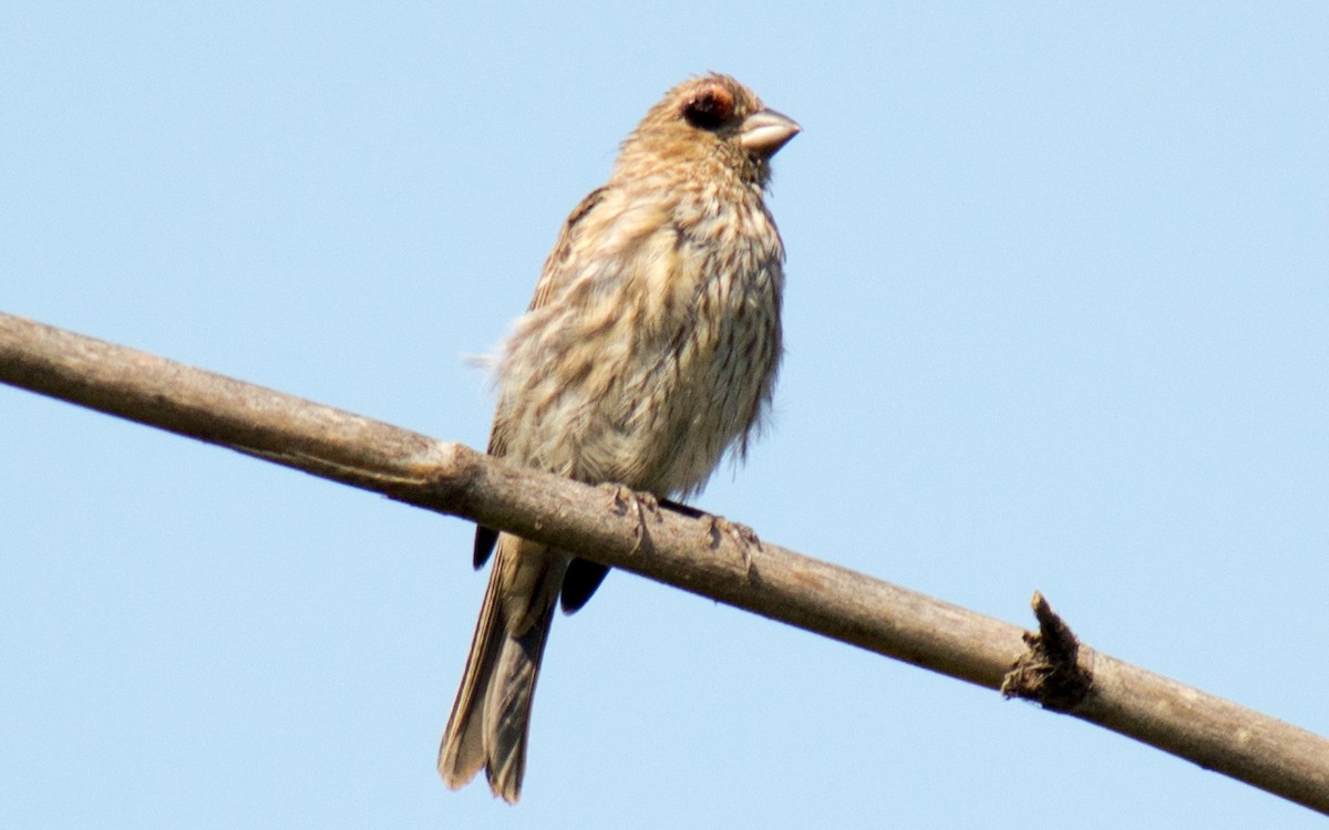 House Finch - Peter Nguyen